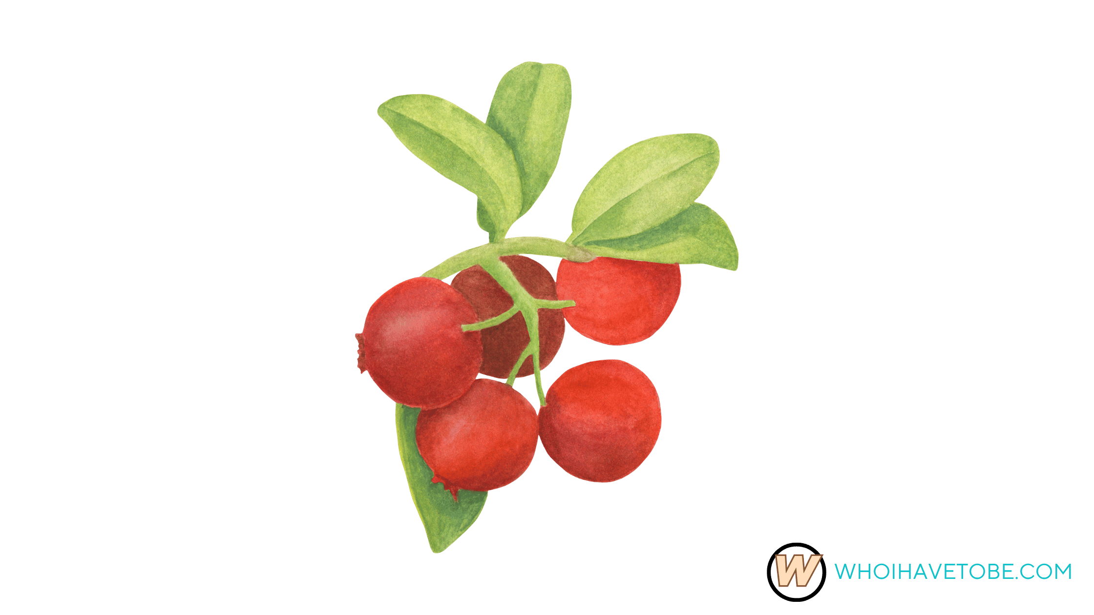 Lingonberry Crop Guide in Grow a Garden - Whoihavetobe